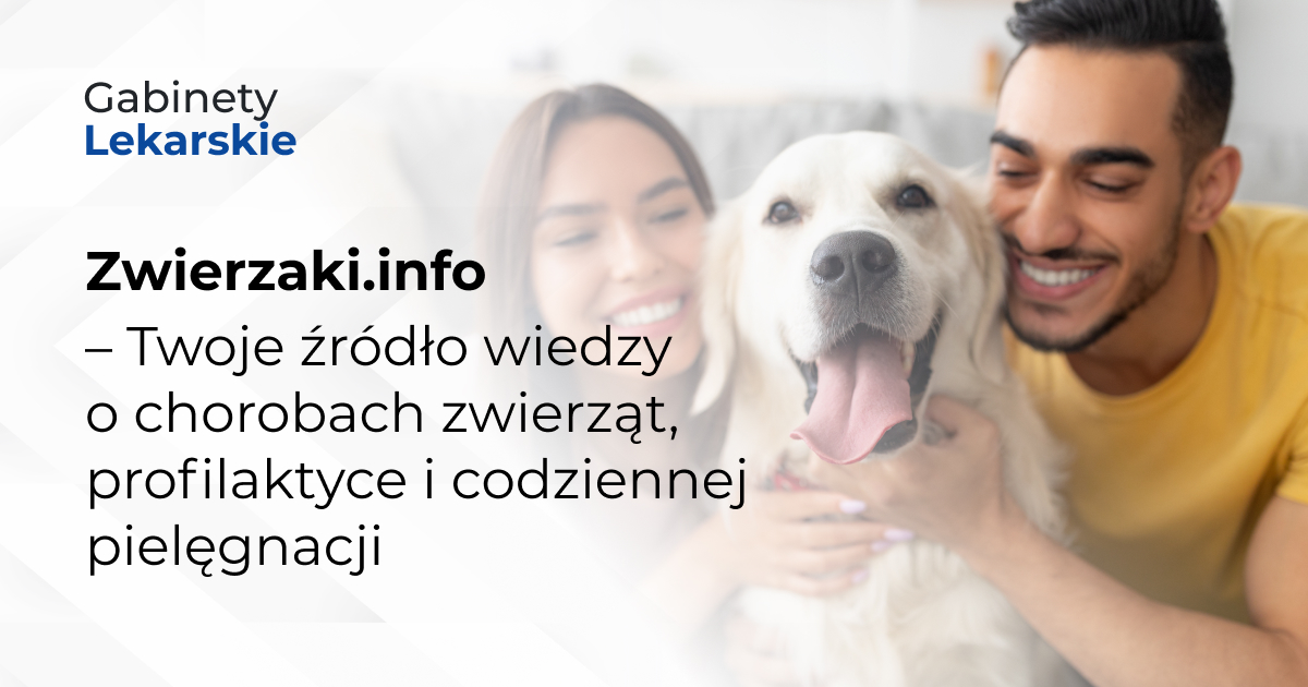 Zwierzaki.info – Twoje źródło wiedzy o chorobach zwierząt, profilaktyce i codziennej pielęgnacji
